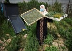 سيدة فلسطينية تمارس الزراعة العطرية