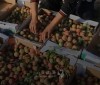 خوخ غزّة.. فاكهةٌ تُقاوِم