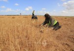 مزارعو المناطق الحدودية يفتتحون موسم حصاد القمح مبكراً
