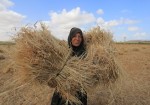 بدء موسم حصاد القمح في قطاع غزة