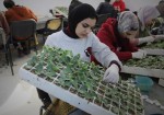 تطعيم النباتات بغزة.. قفزةٌ إنتاجية و"فُرصة عمل"