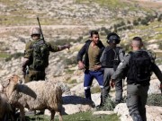 أغنام الضفة في مرمى المستوطنين .. سرقة تقود للتهجير