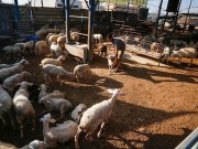غزة بلا أضاحٍ.. الحرب تذبح موسم العيد