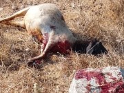 Settler Attacks Threaten the Livelihoods of Palestinian Shepherds