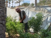 بنك البذور.. ذاكرة الأرض محفوظة في خيمة!