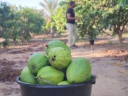 جوافة غزة.. نجت من الصواريخ لتموت عطشًا!