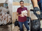 فطر من أوراق الزيتون.. مخلّفاتٌ زراعية تلِدُ محصولًا جديدًا!